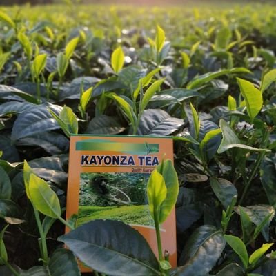 Kayonza Growers Tea Factory logo